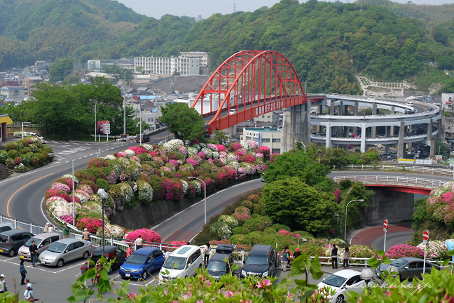 音戸の瀬戸 大橋とつつじ 駐車場は車で一杯