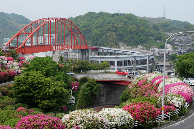 音戸の瀬戸 大橋とつつじ ２