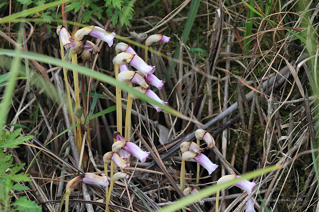 オフ会 山陽欧州 ナンバンギセル1