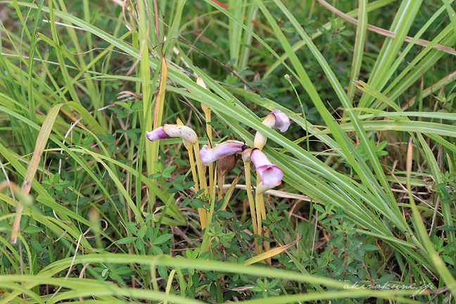 オフ会 山陽欧州  ナンバンギセル2