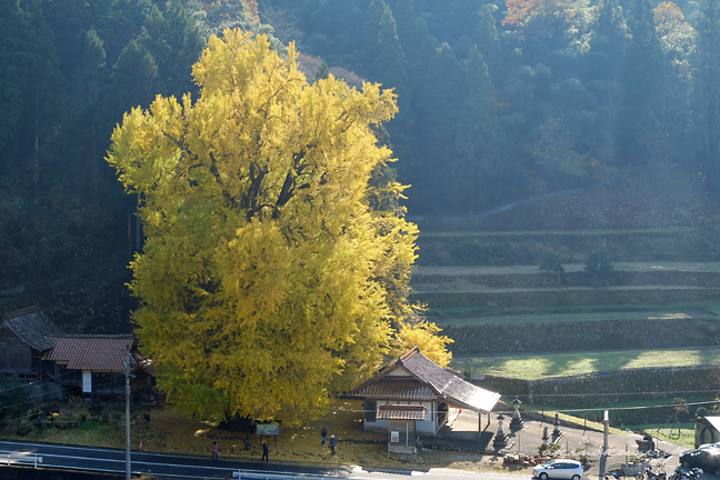 香淀迦具神社の大銀杏 全景を上から