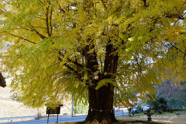 香淀迦具神社の大銀杏 幹を