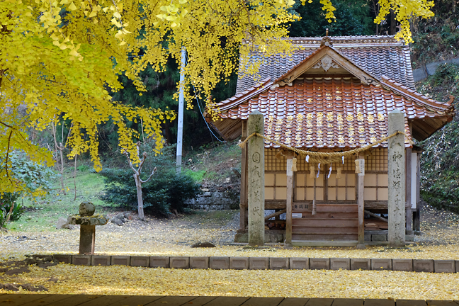 香淀迦具神社の大銀杏 神社を