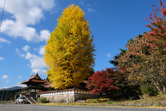 西教寺の大銀杏とイプシロン 648x432