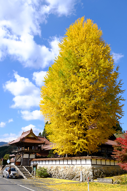 西教寺の大銀杏とイプシロン 432x648