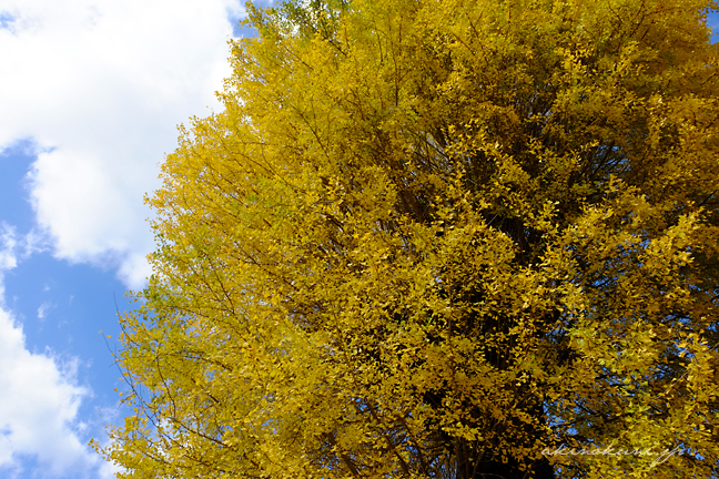 西教寺の大銀杏 色づいた葉と青空