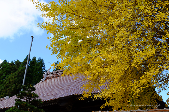 西教寺の大銀杏 お寺の屋根と色づいた葉、そして青空
