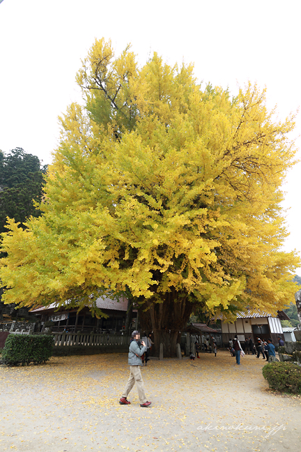 筒賀の大銀杏 全景 ef-s10-22 の10mmで 縦