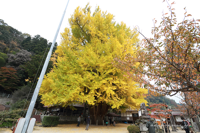 筒賀の大銀杏 全景 ef-s10-22 の10mmで もうひとつ