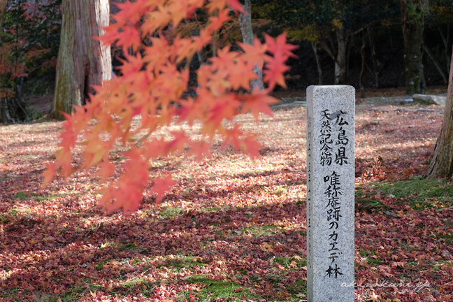 唯称庵跡のカエデ林の碑（？）