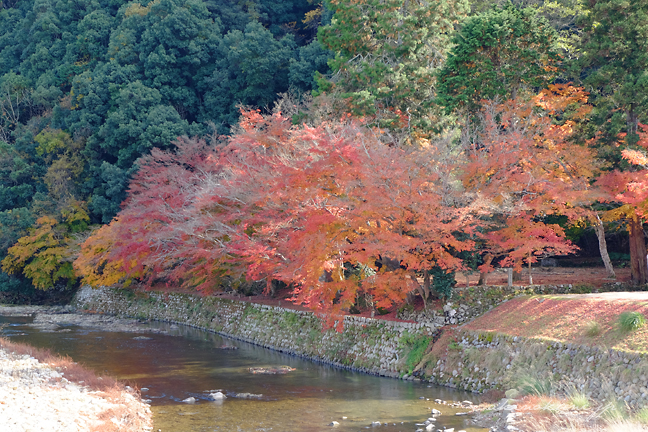 唯称庵跡のカエデ林 橋から