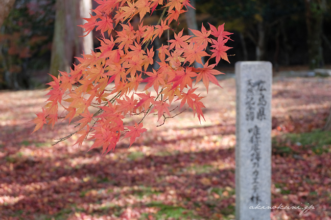 唯称庵跡のカエデ林 手前のカエデにピントを