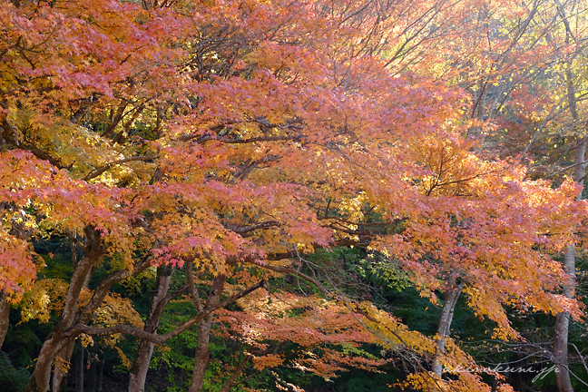 唯称庵跡のカエデ林 こちらも紅く