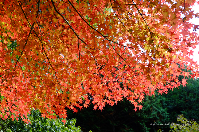 高林坊 こちらも紅い