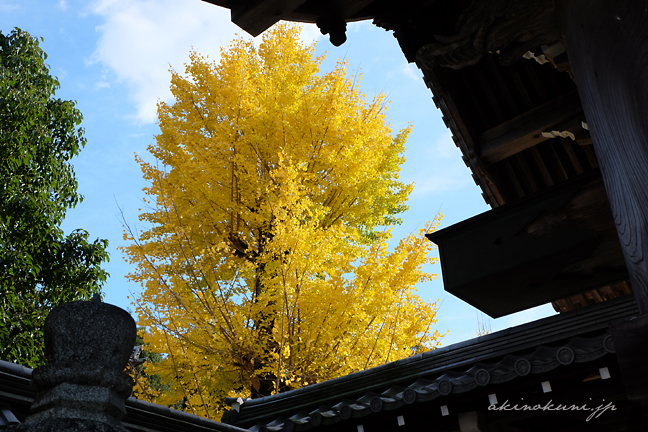 高林坊 門横の銀杏