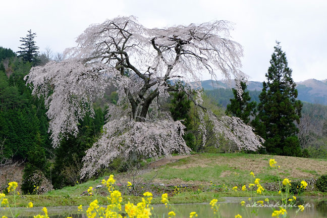 与一野のしだれ桜 2