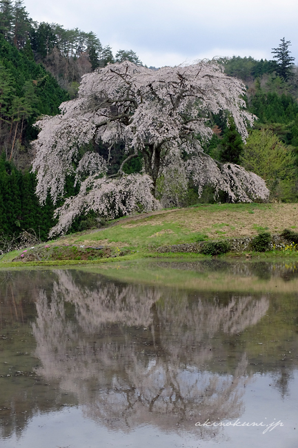 与一野のしだれ桜 水鏡