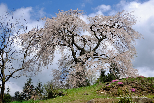 与一野のしだれ桜 青空も 1