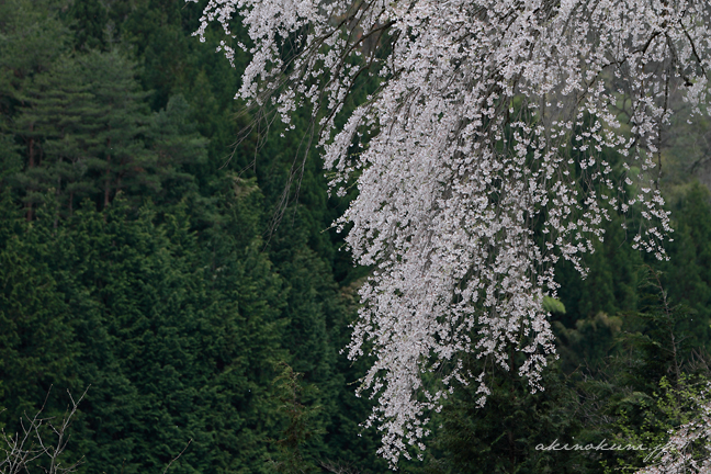 与一野のしだれ桜 枝