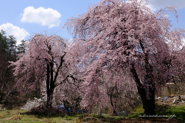 猪山中学校跡の桜 1