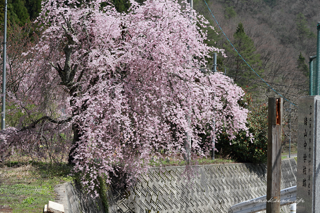 猪山中学校跡の桜 2