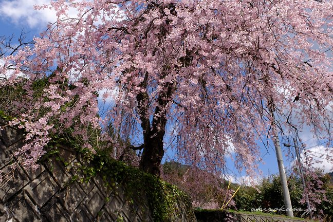 猪山中学校跡の桜 3