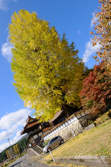 西教寺の大銀杏とクライスラーイプシロンとポプラ