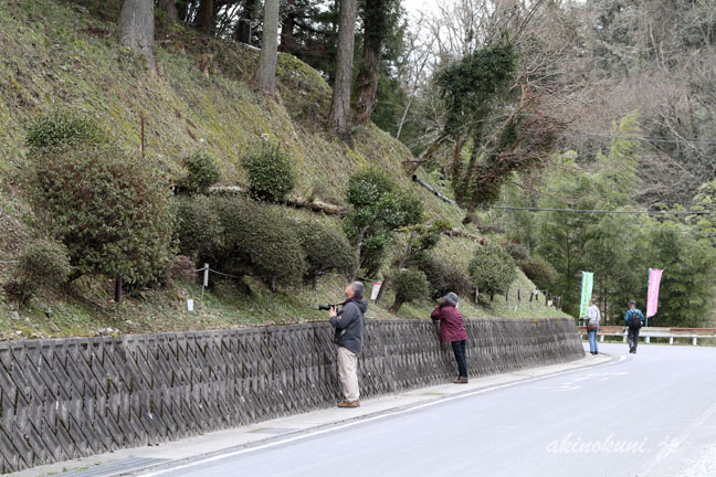 イズモコバイモの群生地