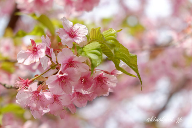 河津桜のアップ