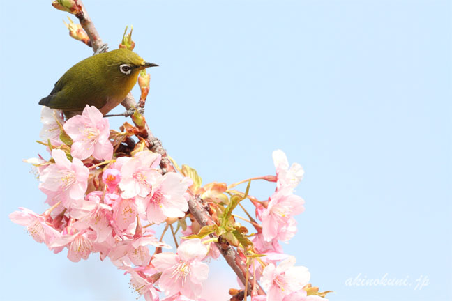 河津桜とメジロ　１