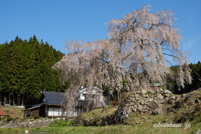 小田掛のしだれ桜（中原のしだれ桜）　全体　下から