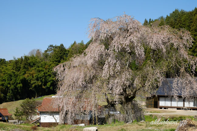 小田掛のしだれ桜（中原のしだれ桜）　全体　少し上から