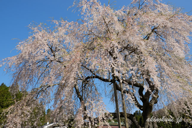 小田掛のしだれ桜（中原のしだれ桜）　全体　木のすぐ下から