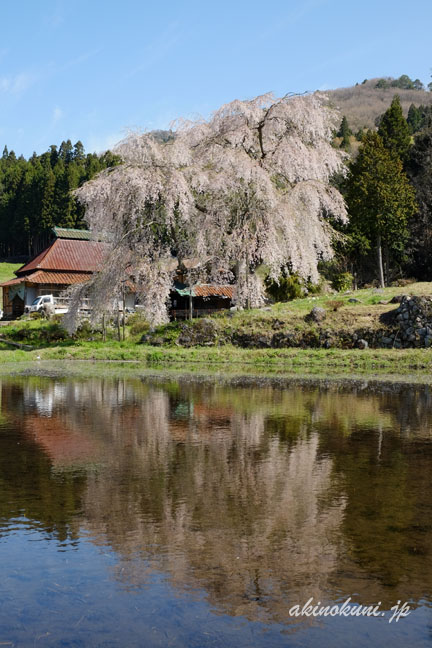 小田掛のしだれ桜（中原のしだれ桜）　水鏡