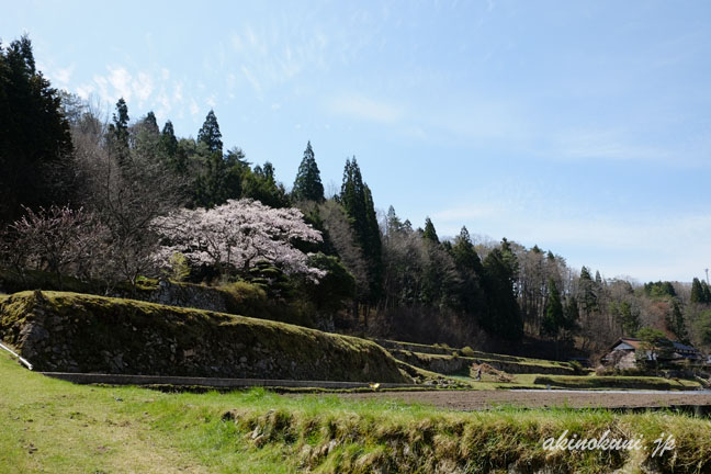 石橋正光屋敷跡の桜 離れたところから