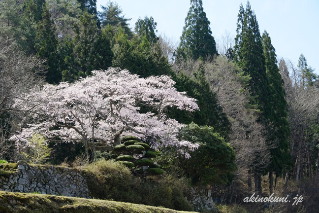 石橋正光屋敷跡の桜　近くから