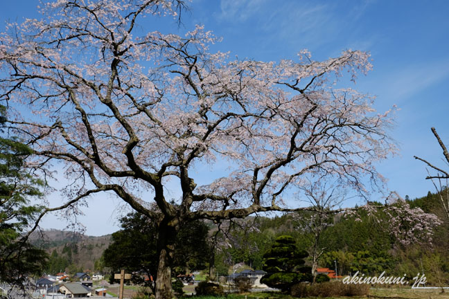 石橋正光屋敷跡の桜　木の後ろから