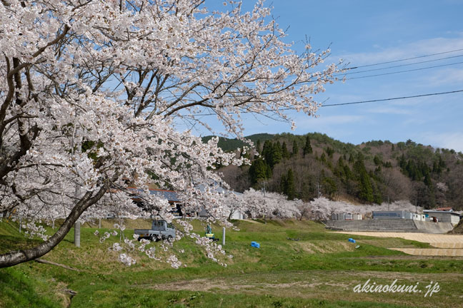 県道40号に接続している町道（𨦺口横畑線（最初の文字は（金へんに邑）））沿いの桜