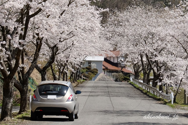 桜並木とイプシロン