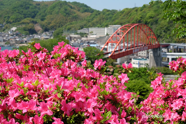 音戸大橋とつつじ　つつじにピント