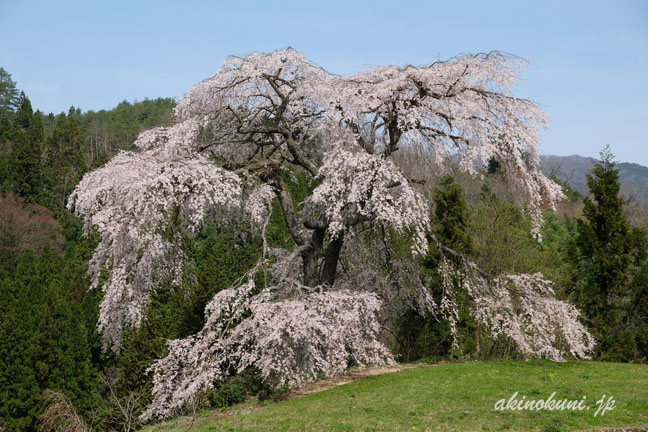 与一野のしだれ桜　全体