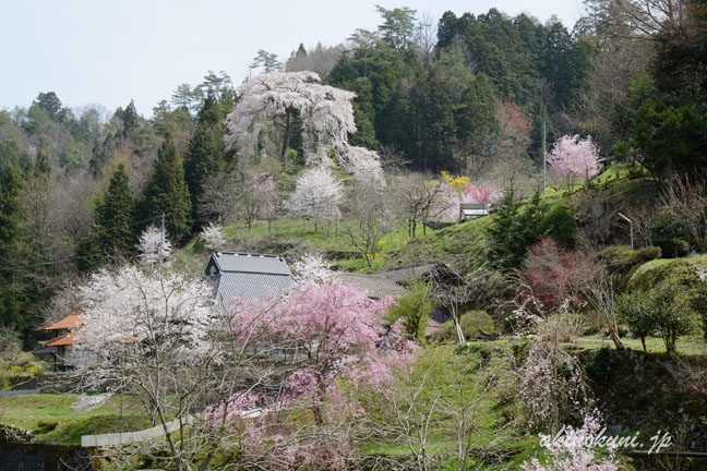 与一野のしだれ桜　道から見上げてみる