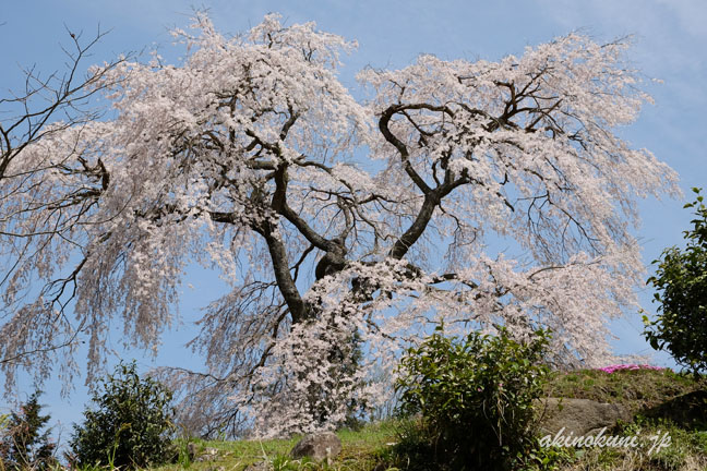 与一野のしだれ桜　近くから