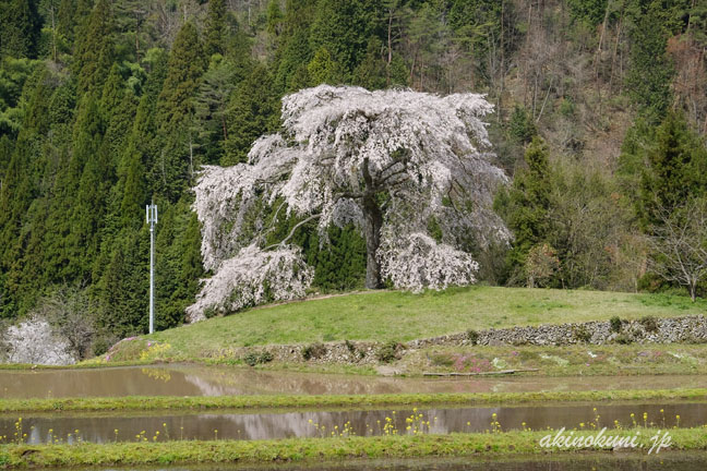 与一野のしだれ桜　道の一番上から