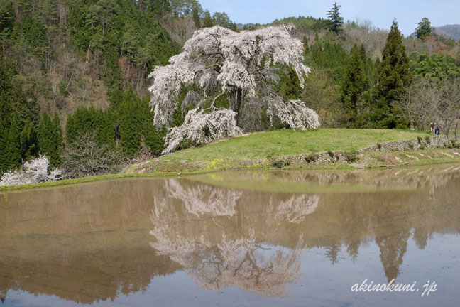 与一野のしだれ桜　水鏡　１