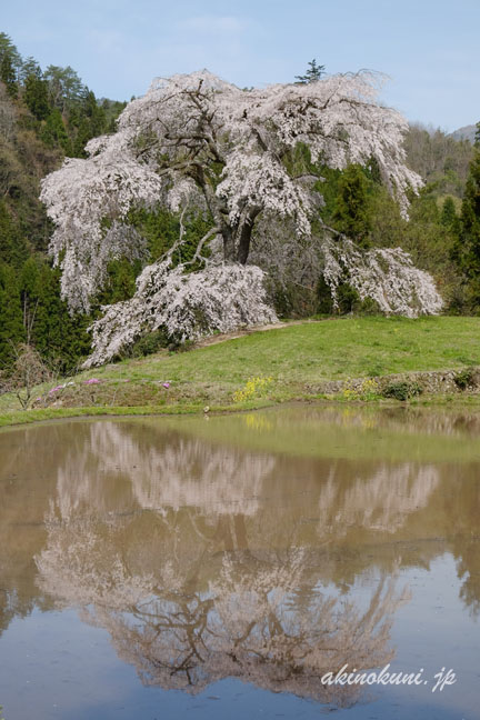 与一野のしだれ桜　水鏡　２