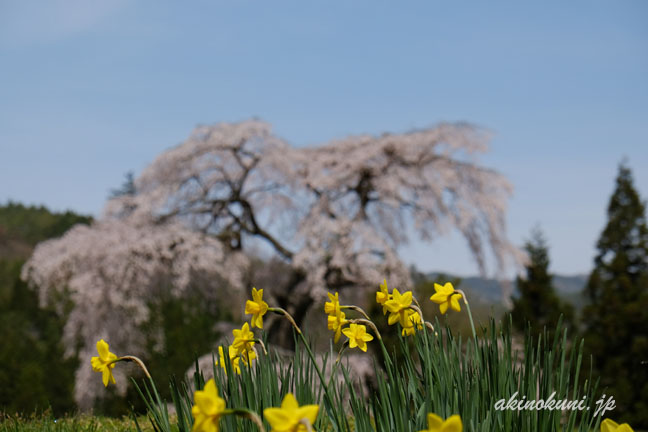 与一野のしだれ桜　水仙とともに　水仙にピント