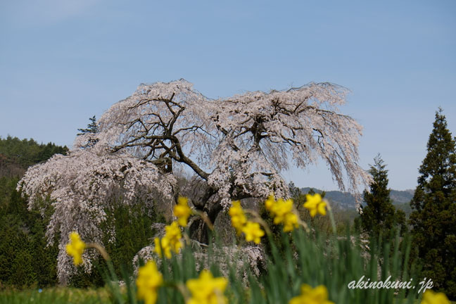 与一野のしだれ桜　水仙とともに　桜にピント