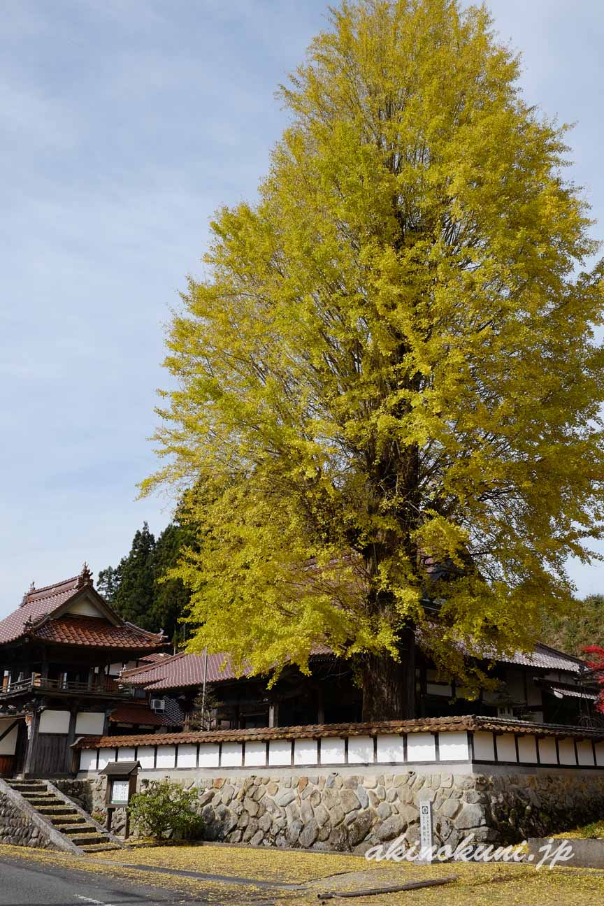 北広島町　西教寺の大銀杏