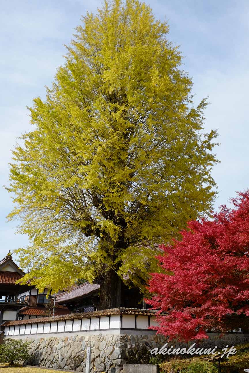 北広島町　西教寺の大銀杏　そばの紅くなった木と